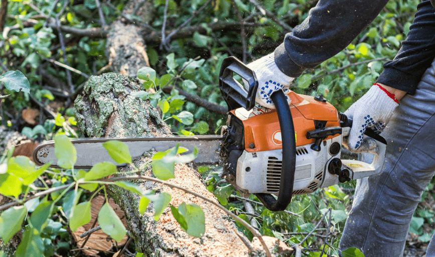 TREE SERVICES